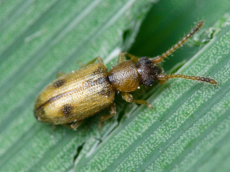 Psammoecus bipuncatatus (Fabricius, 1792)
